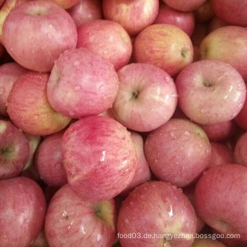 Goldener Lieferant von frischen roten Qinguan Apfel